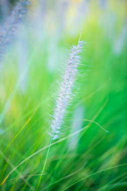 Doğal arka planı olan çim çiçeği, Tayland.