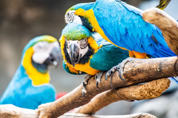Niebieski Złoty Ptak Tajlandii Tajlandia — Zdjęcie stockowe