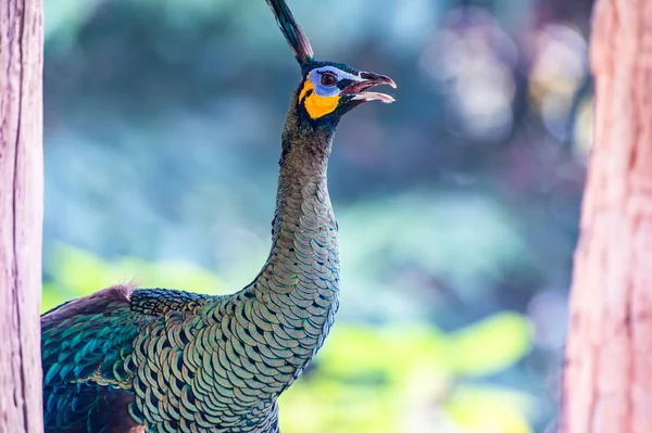 Peacock Nature Thailand — Stockfoto