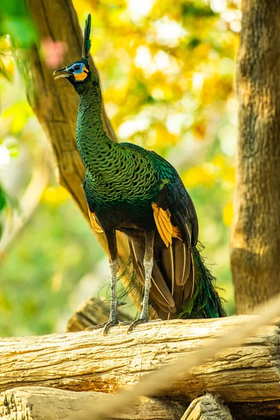 Peacock Nature Thailand — Foto de Stock