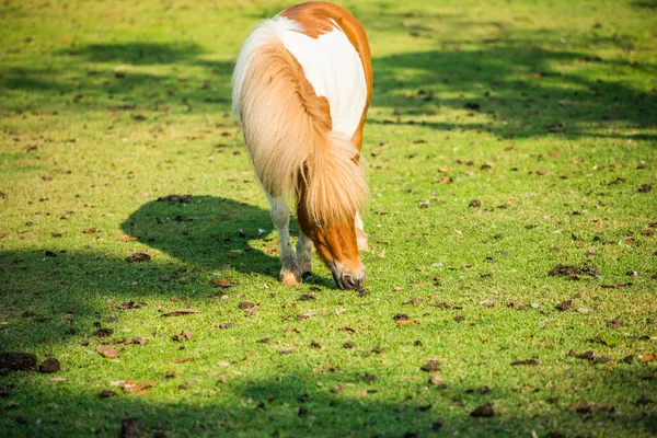 Cavallo Nano Erba Verde Thailandia — Foto Stock