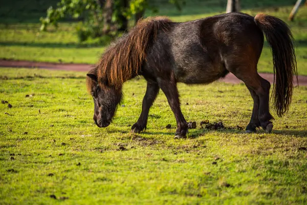 Коня Гномів Зеленій Траві Таїланд — стокове фото