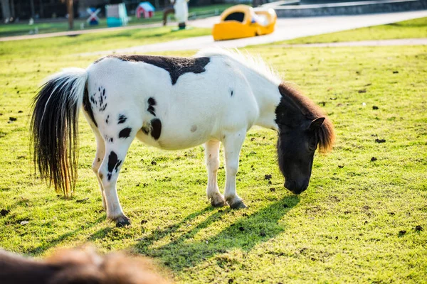 Карликовая Лошадь Зеленой Траве Таиланд — стоковое фото
