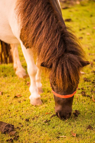 Dwarf Horse Green Grass Thailand — Stock Photo, Image