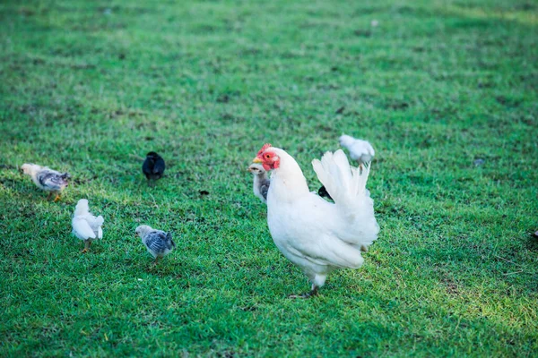 Hühner Mit Küken Auf Dem Rasenplatz Thailand — Stockfoto