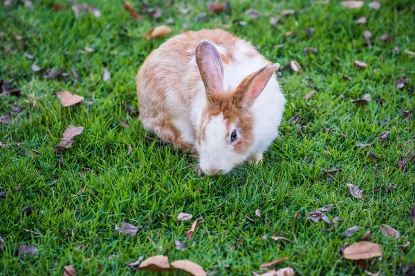 Кролик Травяном Дворе Таиланд — стоковое фото