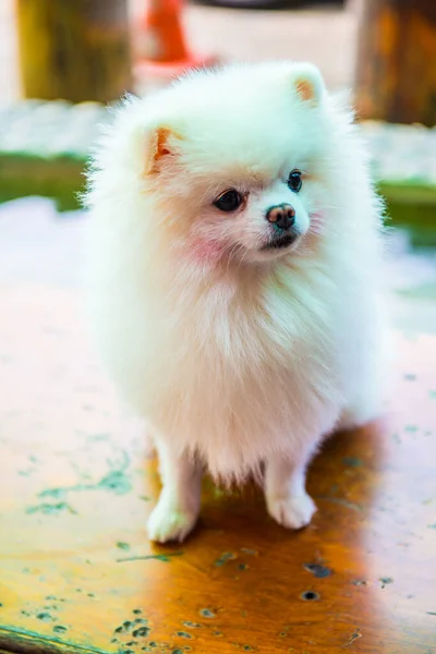 Portrait White Pomeranian Thailand — Stock Photo, Image