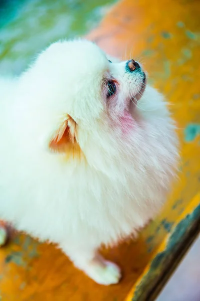 Πορτρέτο Του Λευκού Pomeranian Ταϊλάνδη — Φωτογραφία Αρχείου