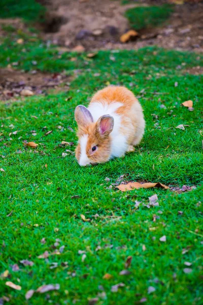 Kaninchen Auf Dem Rasenplatz Thailand — Stockfoto
