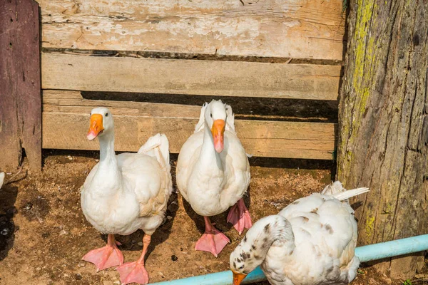 stock image Group of ducks, Thailand.