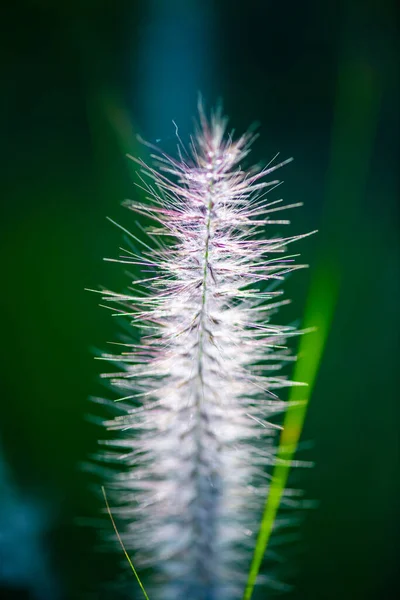 Doğal Arka Planı Olan Çim Çiçeği Tayland — Stok fotoğraf