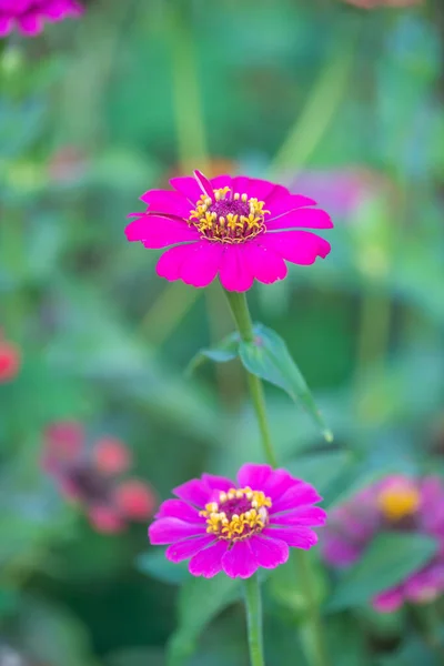 Zinnia Flower Natural Background Thailand — Zdjęcie stockowe