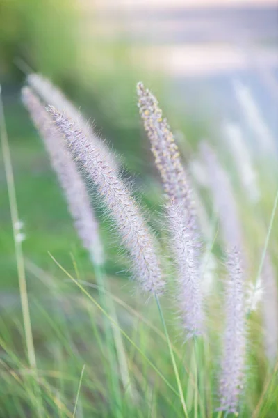草の花と自然背景 — ストック写真