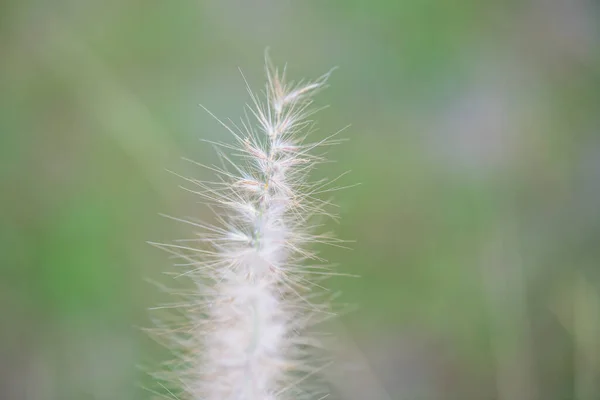 Grass Flower Natural Background Thailand — Photo
