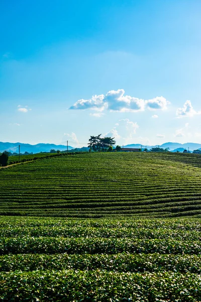 Чайная Плантация Провинции Чианграй Таиланд — стоковое фото