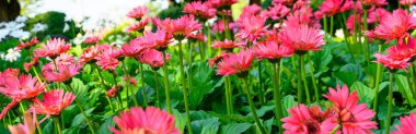 Panorama of pink Gerbera flowers in the garden, Chiang Mai Province.