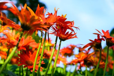 Orange gerbera flowers in the garden, Chiang Mai Province.