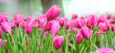 Panorama of pink tulip flowers in the garden, Chiang Mai Province.