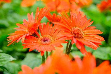 Kızıl Gerbera bahçede, Chiang Mai Eyaleti.