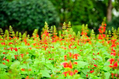 Salvia flower or Salvia splendens in the garden at Chiang Mai Province.