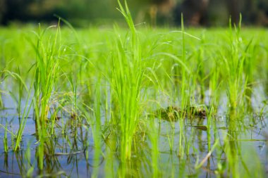 Rice sprouts in the paddy rice field, Chiang Mai Province.