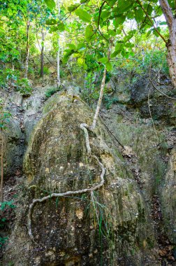 Eroded soil layers and ancient tree roots along the nature trail in Mae Wang National Park, Chiang Mai Province.