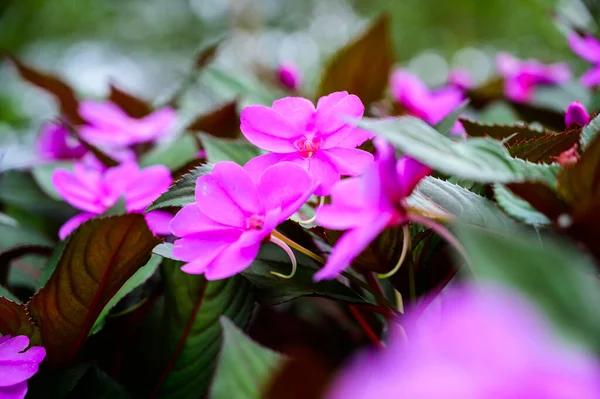 Pink Flowers Garden Chiang Mai Province — Zdjęcie stockowe