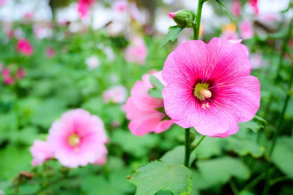 Розовый Холлихок Цветы Саду Чиангмай Провинции — стоковое фото