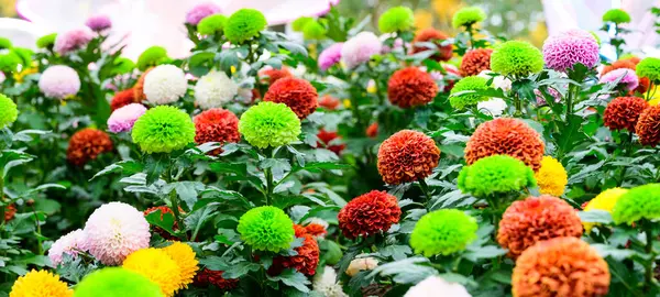Panorama of Pompon Dahlias Flowers in The Garden, Chiang Mai Province.