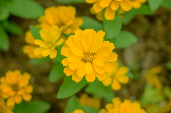 チェンマイ県の庭の黄色のZinniaの花 — ストック写真