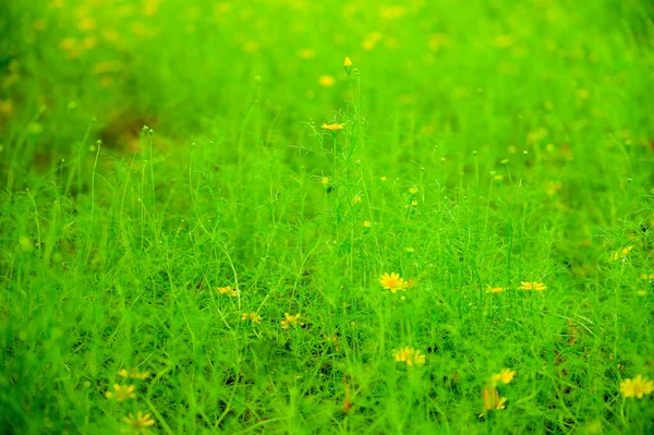 Yellow Daisy Dahlberg Daisy Blooming Garden Chiang Mai Province - Stock-foto