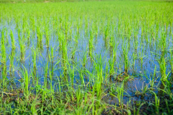 Rice Sprouts Paddy Rice Field Chiang Mai Province — Foto de Stock