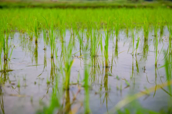 Rice Sprouts Paddy Field Chiang Mai Province — Zdjęcie stockowe