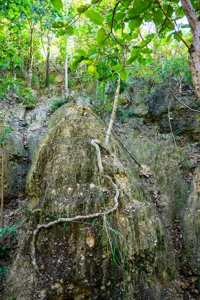 Eroded Soil Layers Ancient Tree Roots Nature Trail Mae Wang — Stockfoto