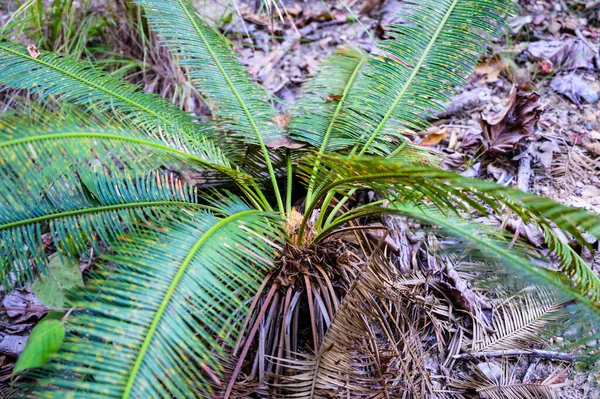 Cycad Palm Ancient Plant Age Dinosaur Chiang Mai Province — Fotografia de Stock