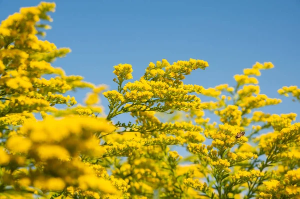 stock image Yellow flower in the garden, Chiangmai province.