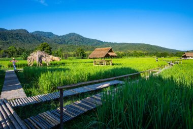 Rice field in Huay Tueng Tao project, Thailand.