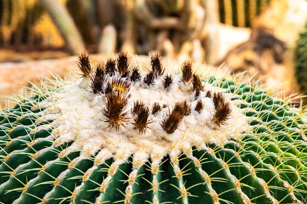 Közelkép Echinocactus Grusonii Thaiföld — Stock Fotó