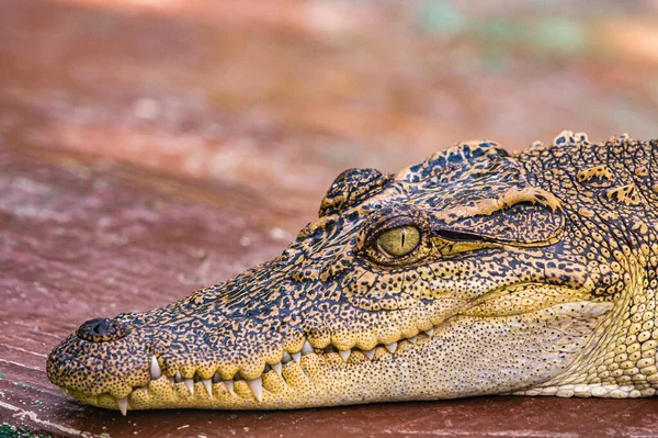 Face Siamese Crocodile Thailand — Stock Fotó