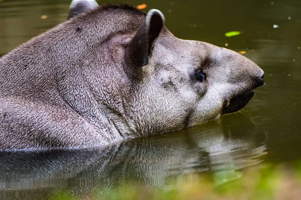 Бразильский Тапир Воде Таиланд — стоковое фото