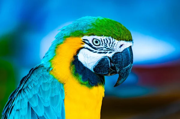 Blue Yellow Macaw Bird Thai Thailand — Fotografia de Stock