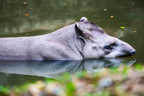 Brazilian Tapir Water Thailand — Zdjęcie stockowe