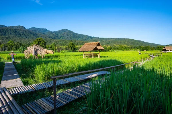 stock image Rice field in Huay Tueng Tao project, Thailand.