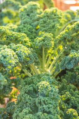 Tayland 'da Mor Kıvırcık Kale Bahçesi.