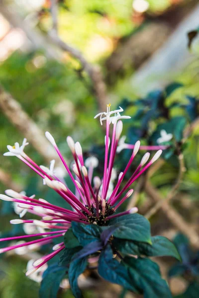 Bílý Květ Parku Thajsko — Stock fotografie