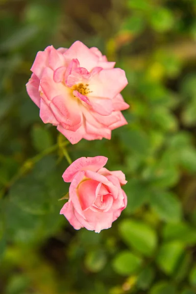 Rose Rose Clair Dans Jardin Thaïlande — Photo