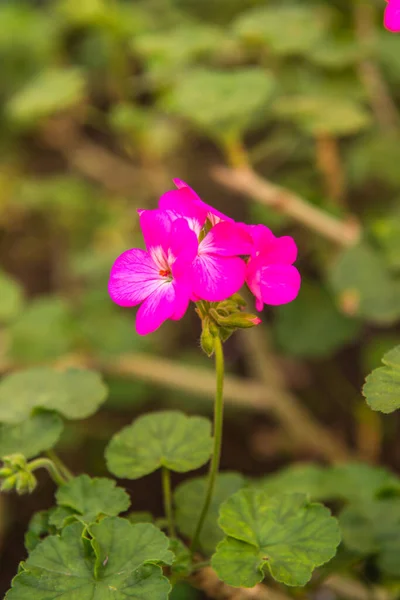 Bahçedeki Küçük Pembe Çiçek Tayland — Stok fotoğraf