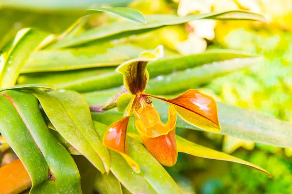 Tayland Bayan Terlik Orkidesi — Stok fotoğraf