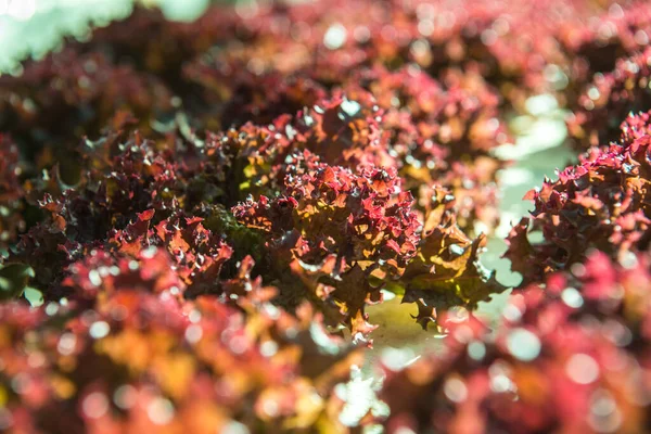 stock image Red Coral in hydroponics vegetable garden, Thailand.