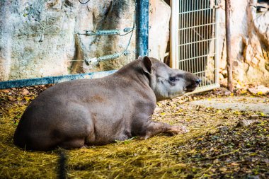 Tayland, Tayland 'da Brezilya Tapiri.